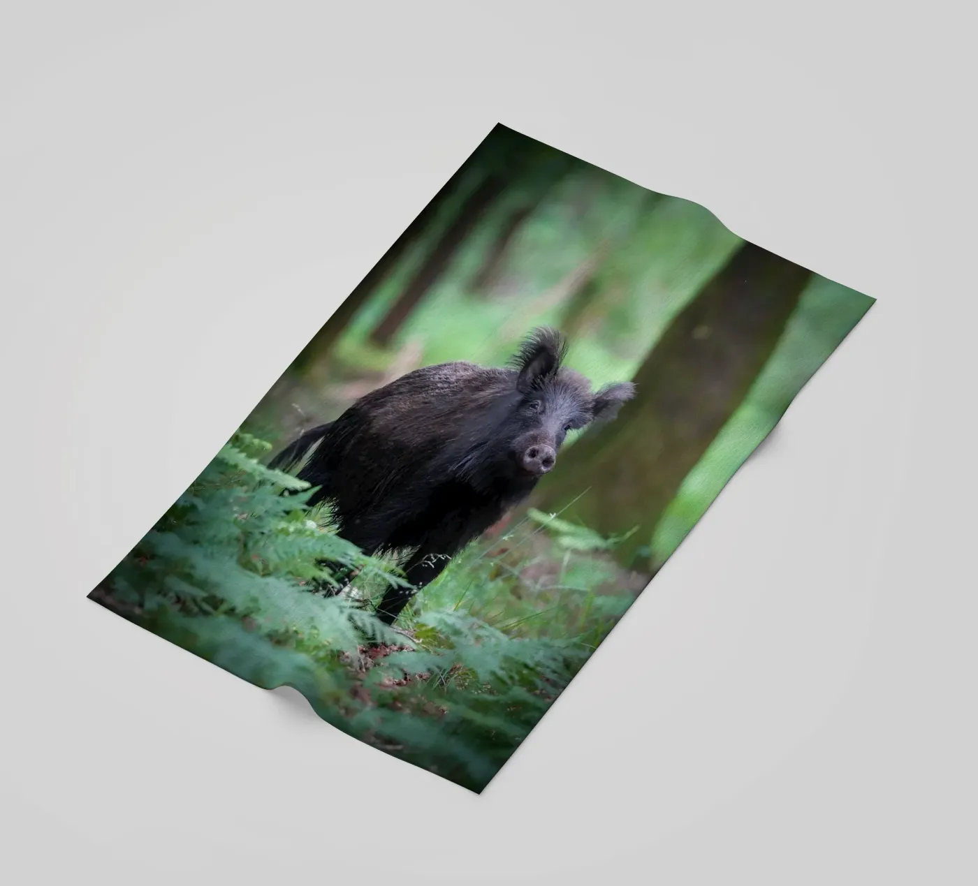 Cinghiale telo mare da Tom's Wildlife