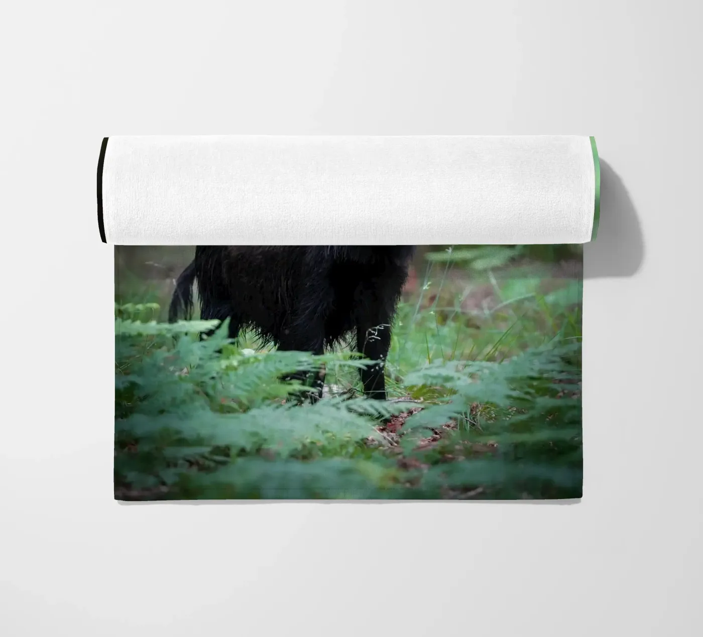 Cinghiale telo mare da Tom's Wildlife