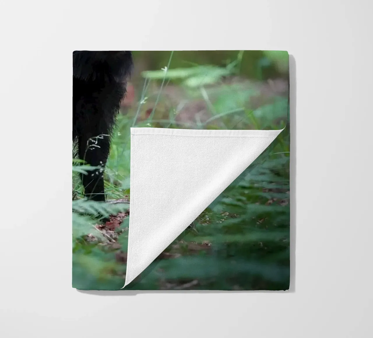 Cinghiale telo mare da Tom's Wildlife