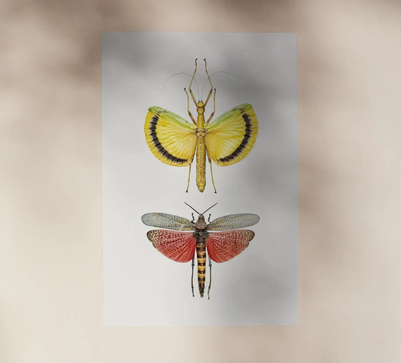 Compagni vivaci: Grilli gialli e rossi pellicola backlit da Curious Collections by Marielle Leenders
