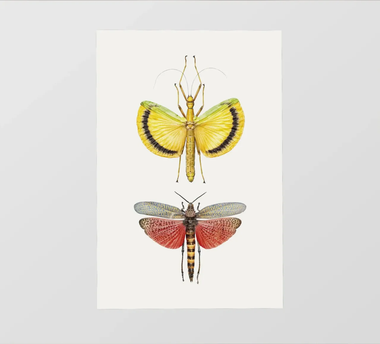 Compagni vivaci: Grilli gialli e rossi pellicola backlit da Curious Collections by Marielle Leenders