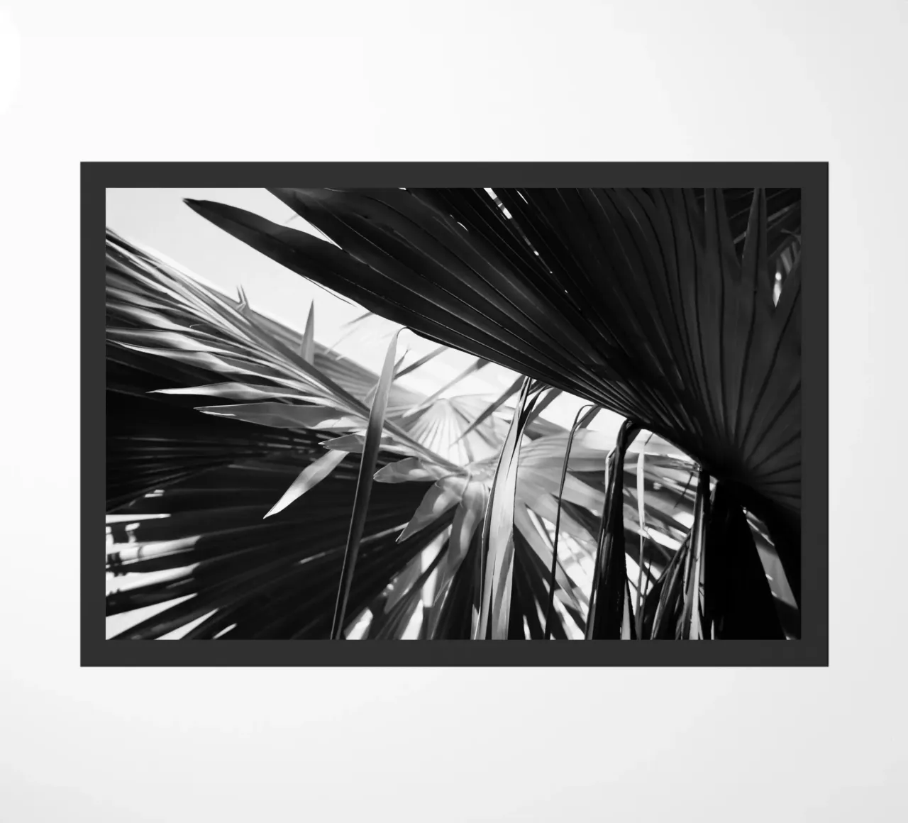 Black and White Palms Leaves zerbino da Léa Lefebvre Photography