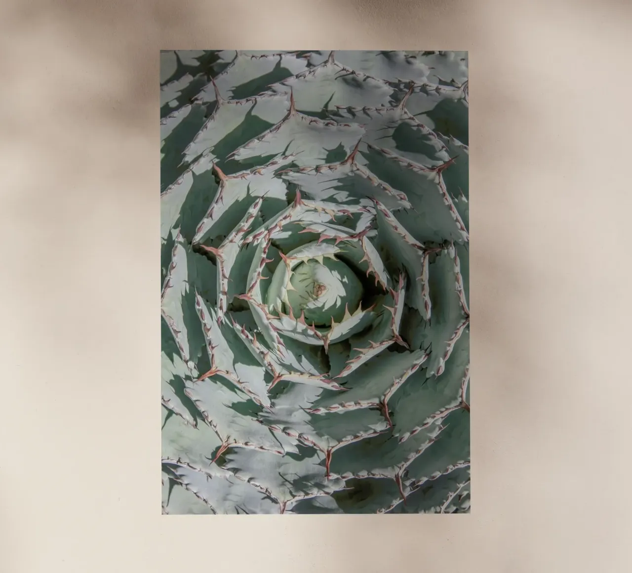 Agave pellicola backlit da Shot By Clint