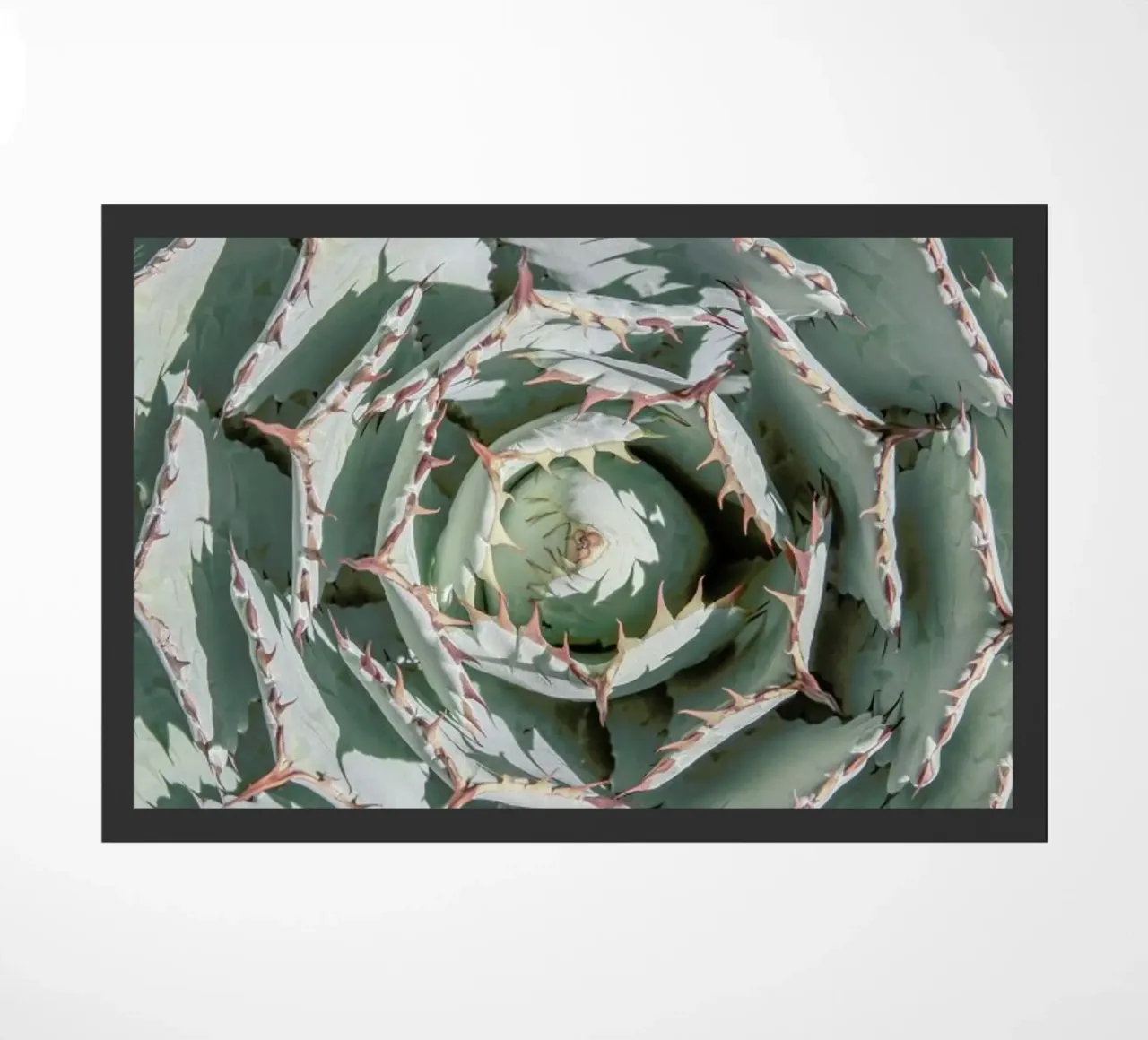 Agave zerbino da Shot By Clint