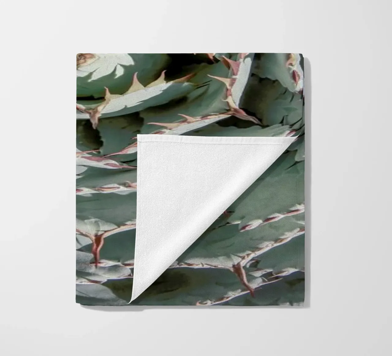 Agave telo mare da Shot By Clint