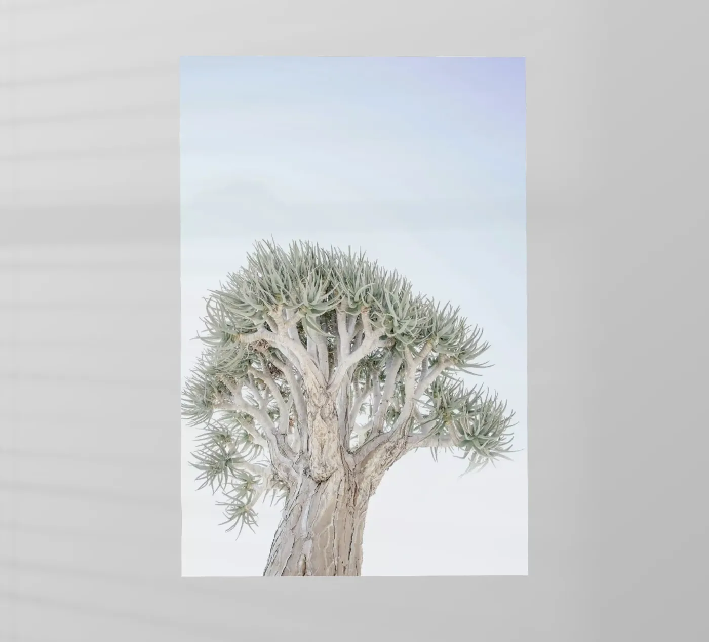 Quiver Tree pellicola backlit da Shot By Clint