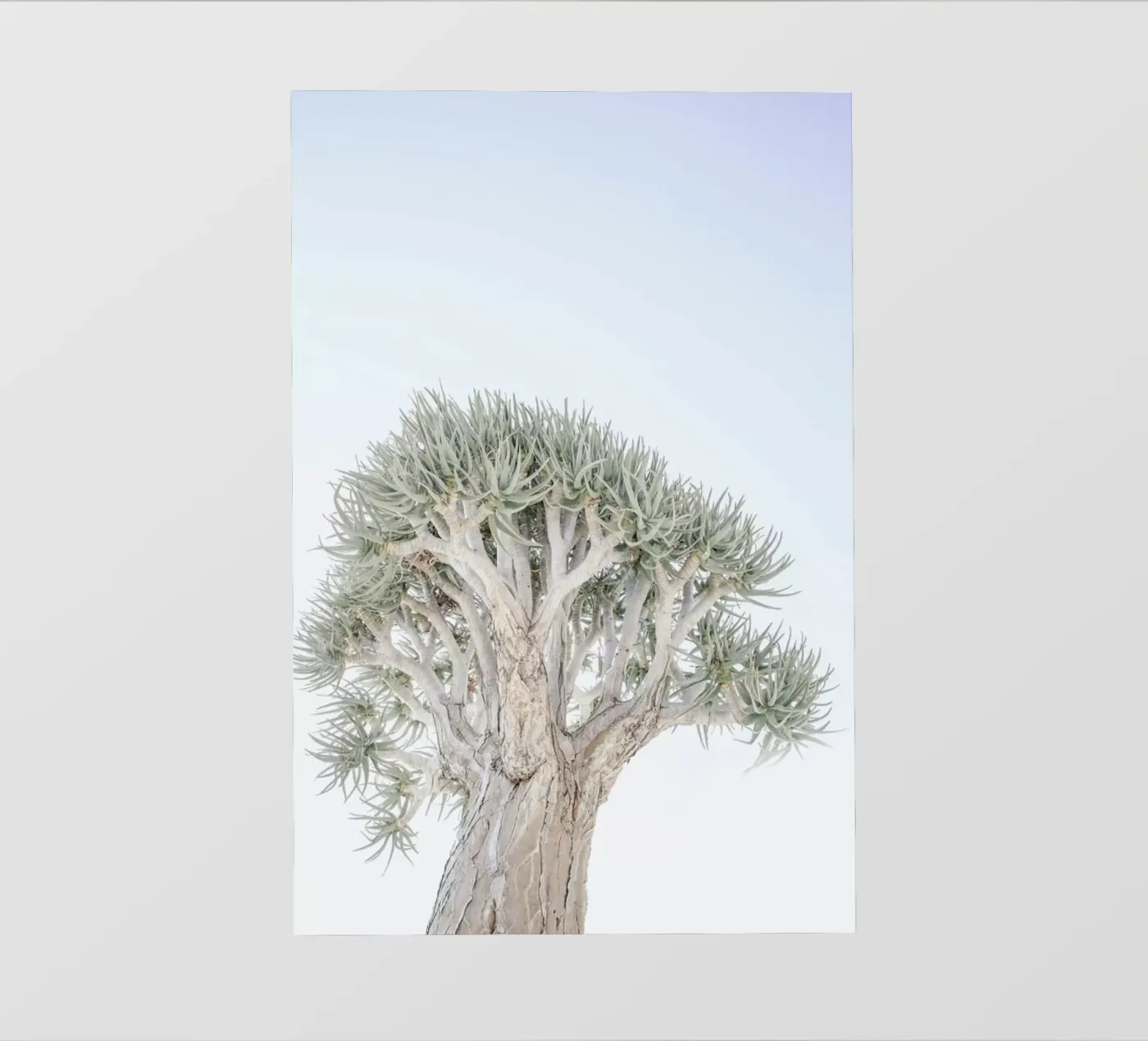 Quiver Tree pellicola backlit da Shot By Clint