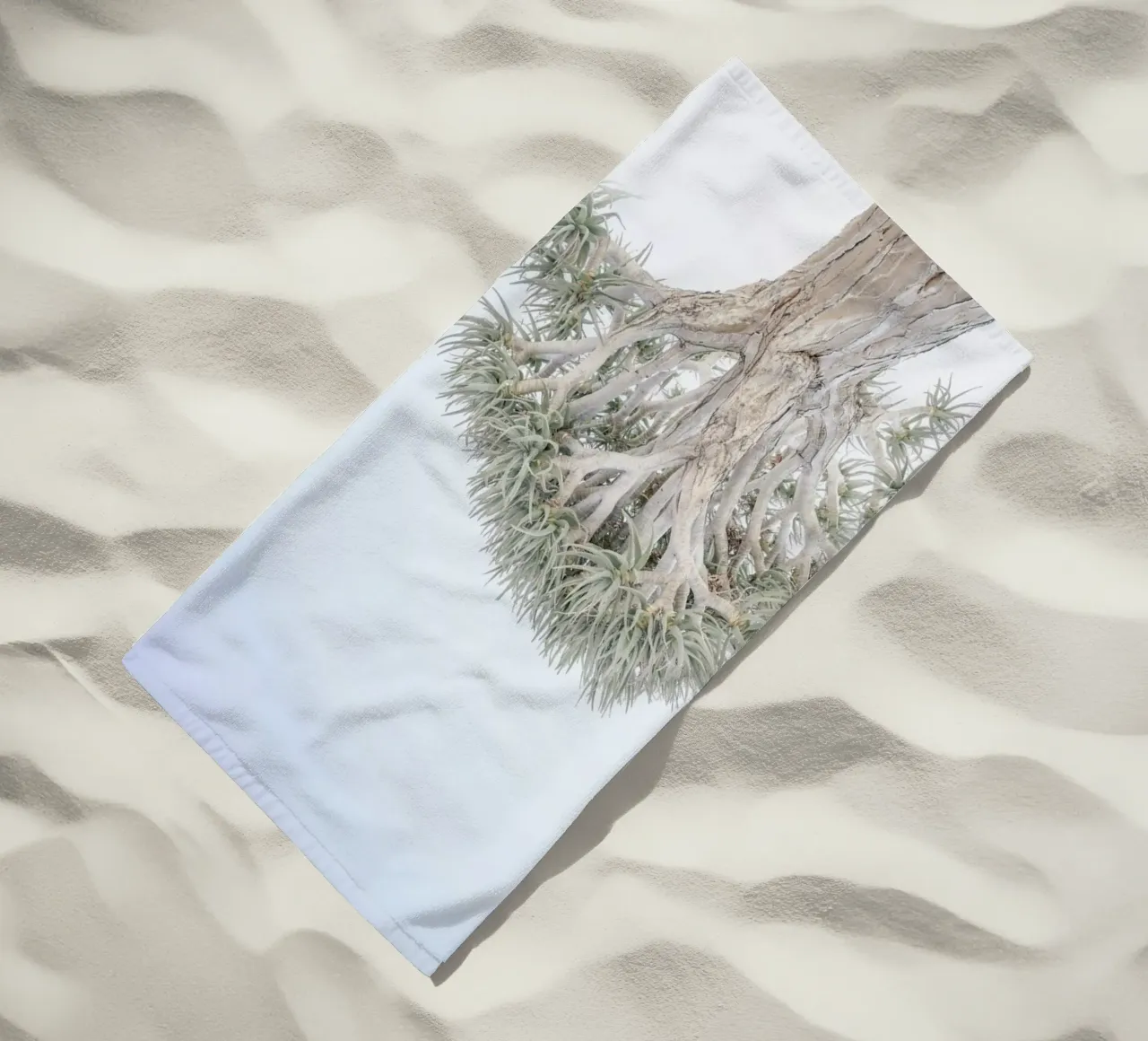 Quiver Tree telo mare da Shot By Clint