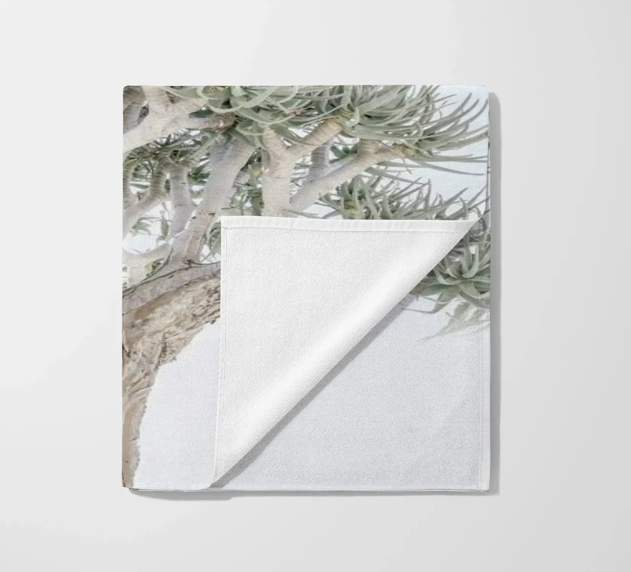 Quiver Tree telo mare da Shot By Clint