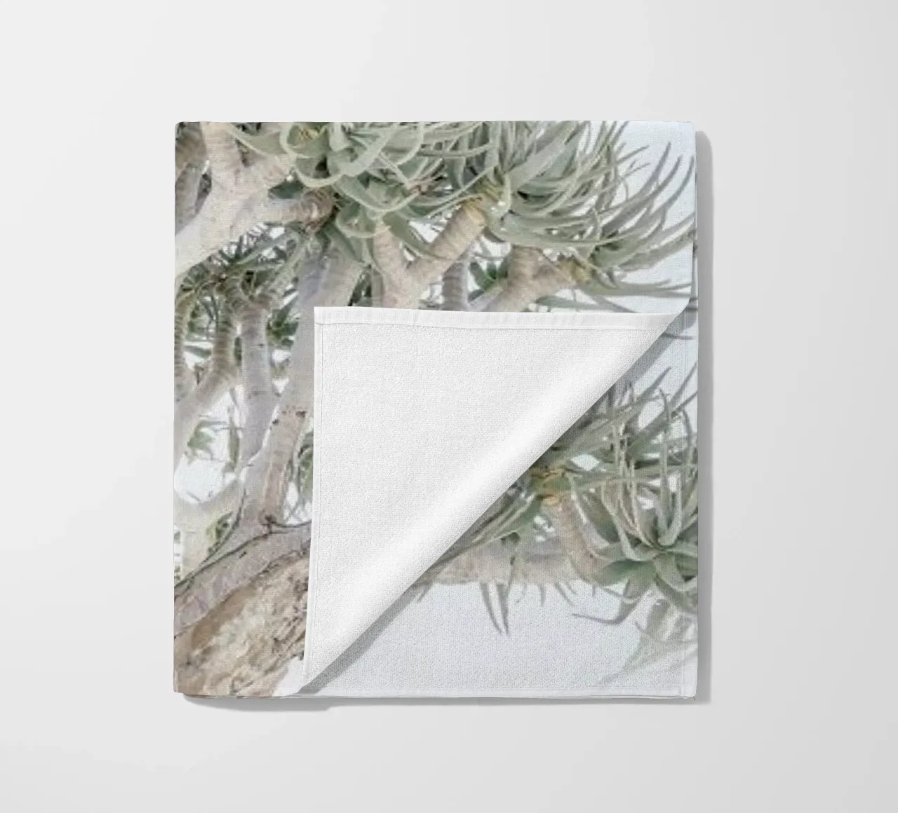 Quiver Tree telo mare da Shot By Clint