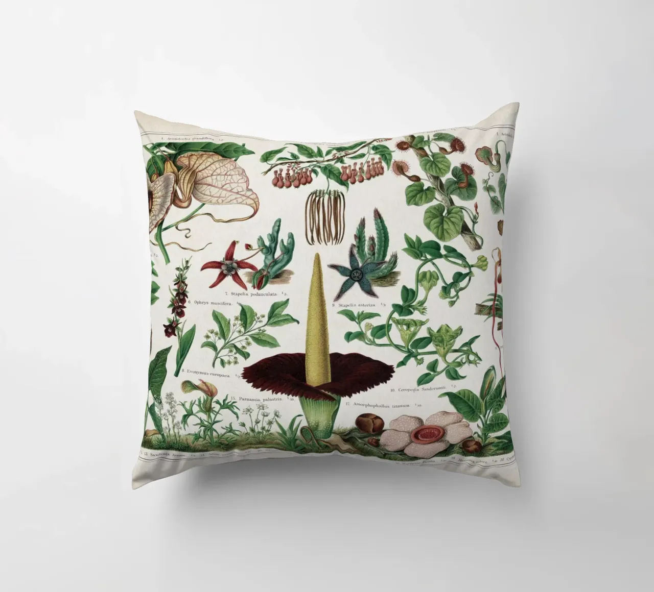 Vintage Meyers 2 Fliegenblumen cuscino da Vintage Print Collection