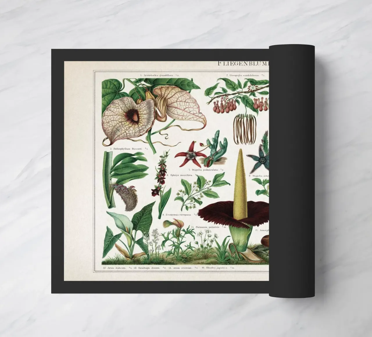 Vintage Meyers 2 Fliegenblumen zerbino da Vintage Print Collection