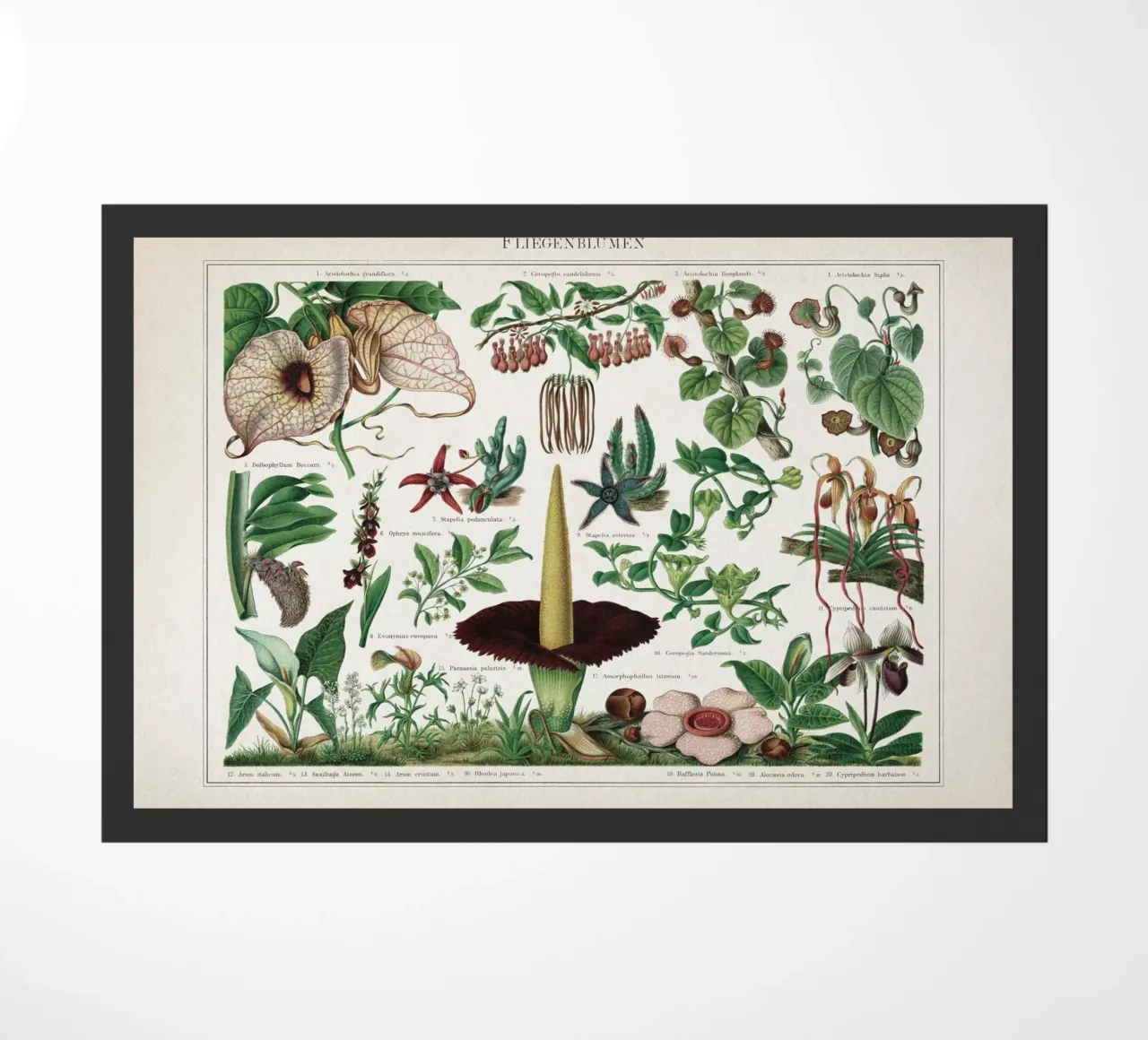Vintage Meyers 2 Fliegenblumen zerbino da Vintage Print Collection