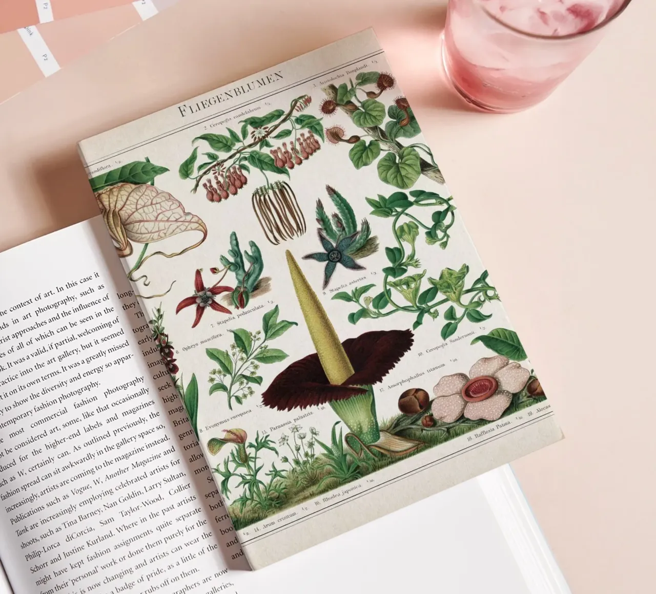 Vintage Meyers 2 Fliegenblumen diario da Vintage Print Collection
