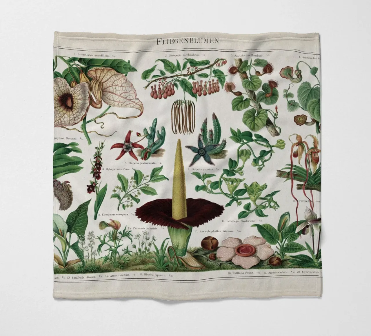 Vintage Meyers 2 Fliegenblumen coperta in pile da Vintage Print Collection