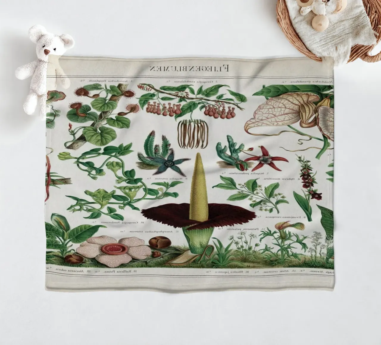 Vintage Meyers 2 Fliegenblumen coperta in pile da Vintage Print Collection