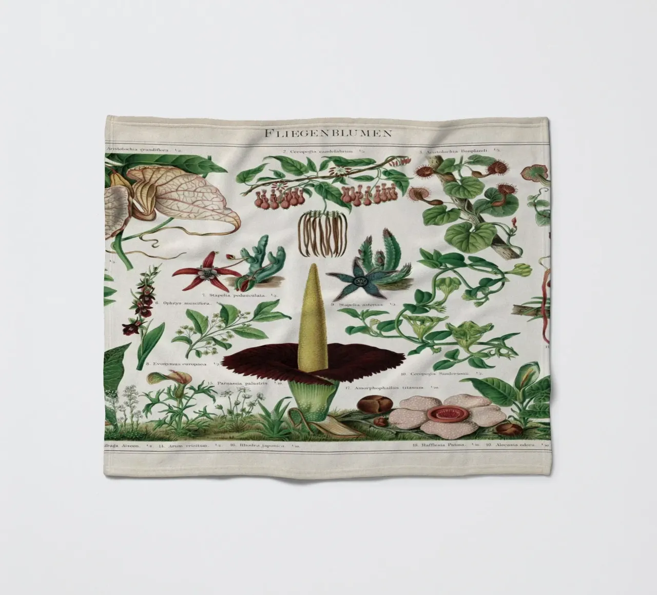 Vintage Meyers 2 Fliegenblumen coperta in pile da Vintage Print Collection