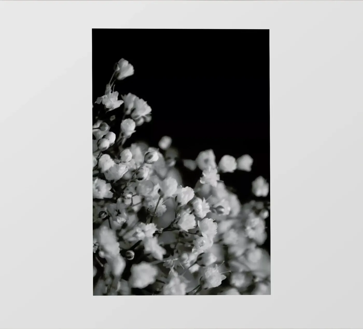 Bloom I pellicola backlit da Victoria Frost