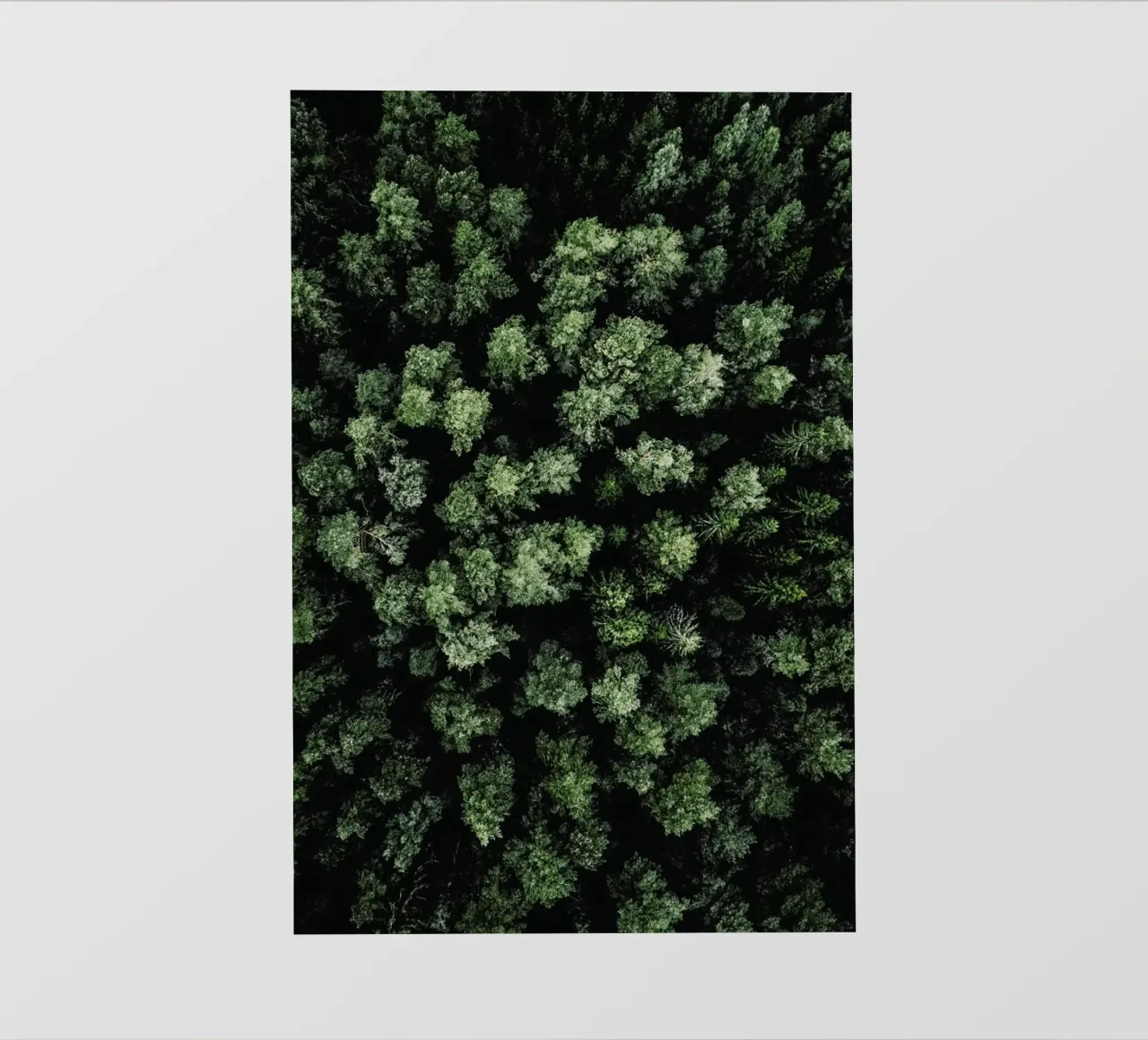 Jungle Rum pellicola backlit da Airpixels