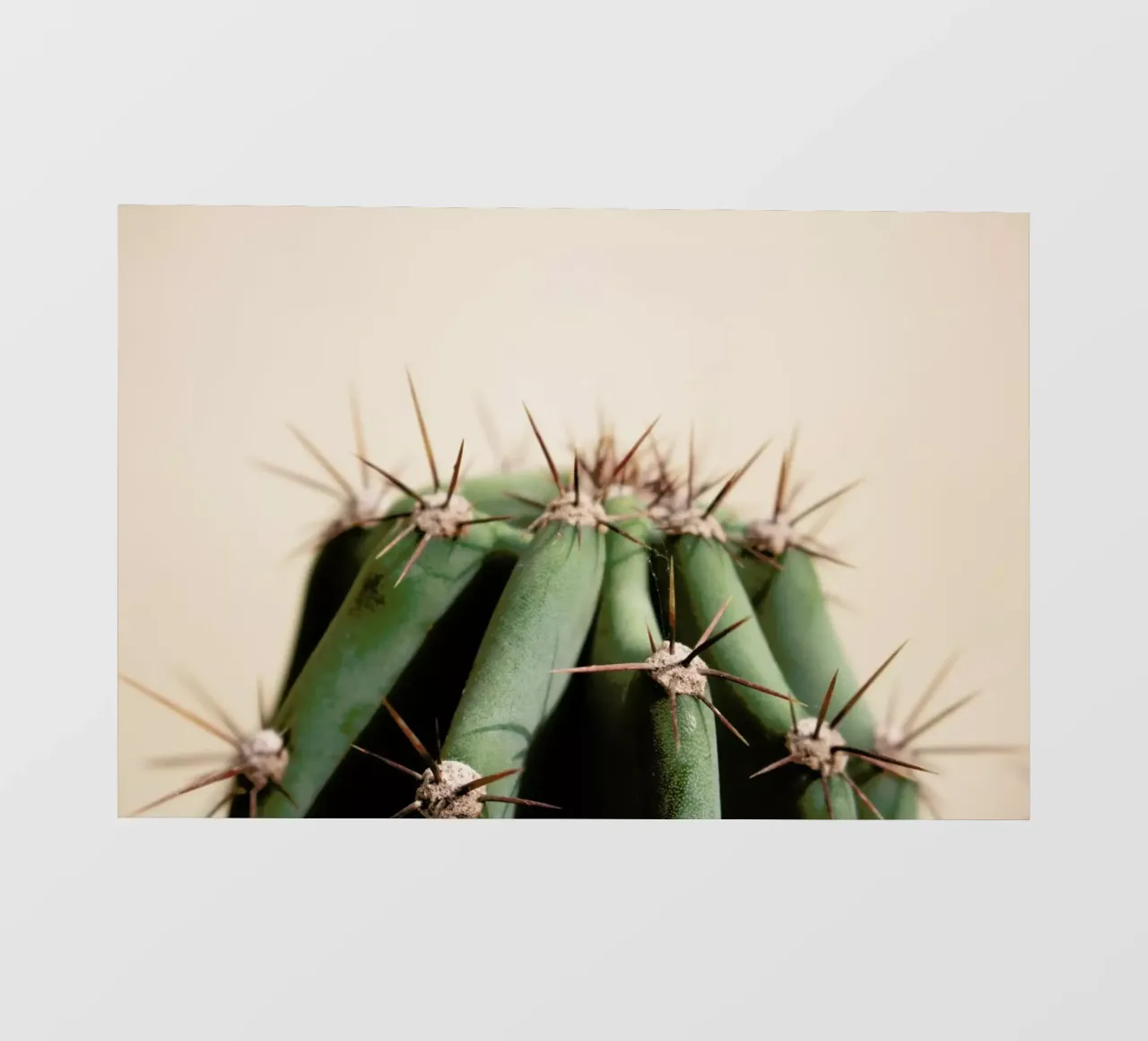Cactus 02 pellicola backlit da Marc Schulthess