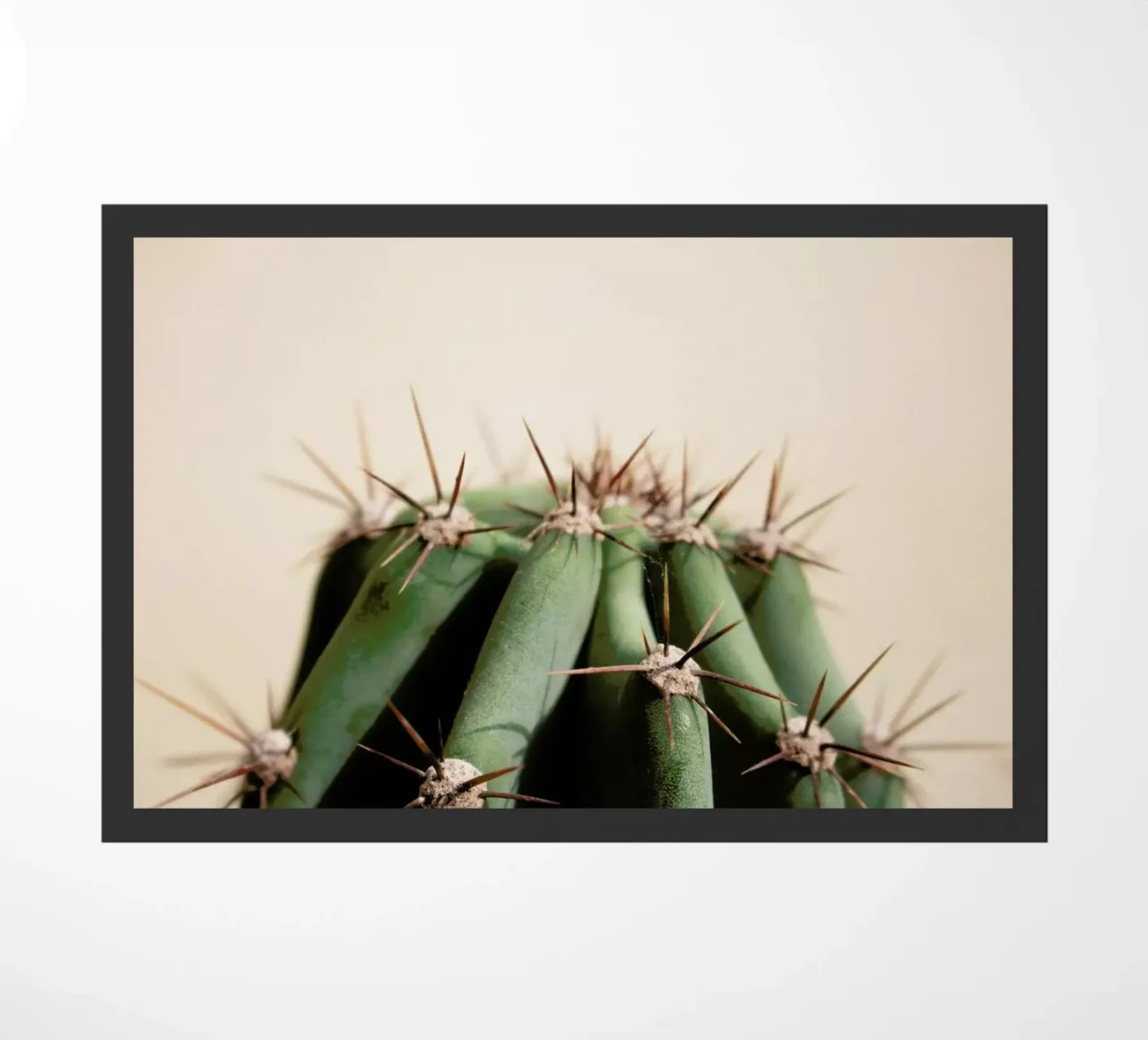 Cactus 02 zerbino da Marc Schulthess