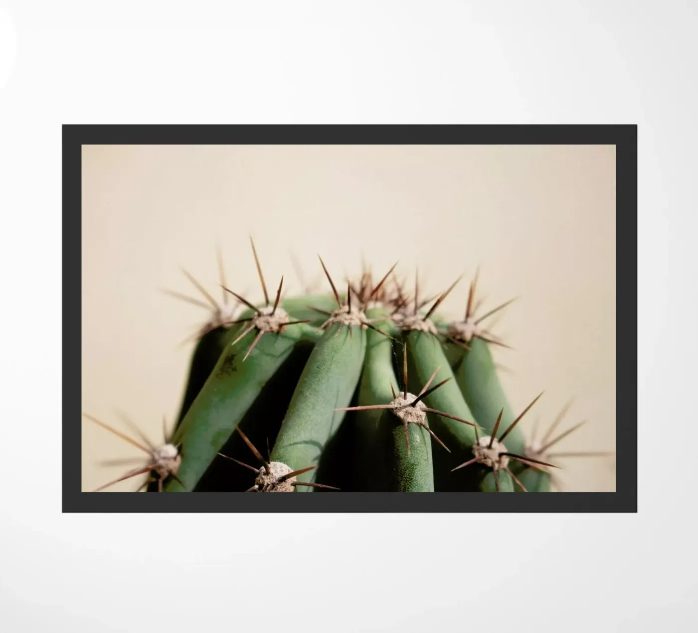 Cactus 02 zerbino da Marc Schulthess