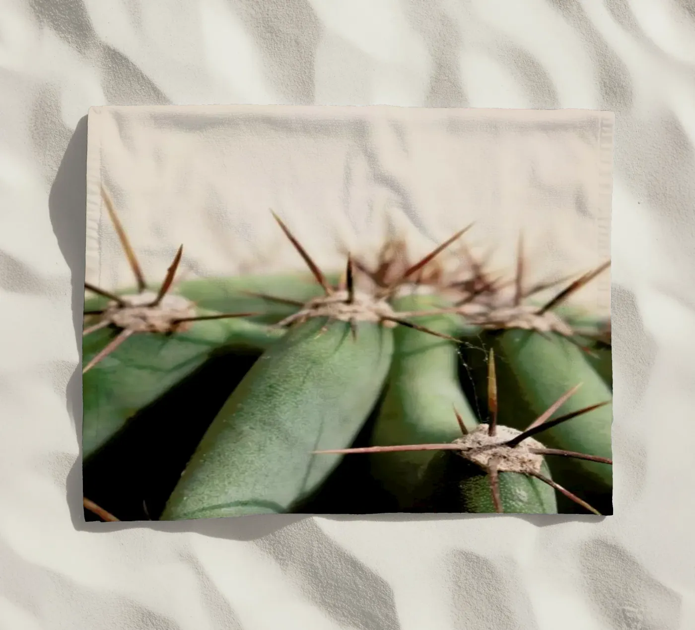 Cactus 02 telo mare da Marc Schulthess