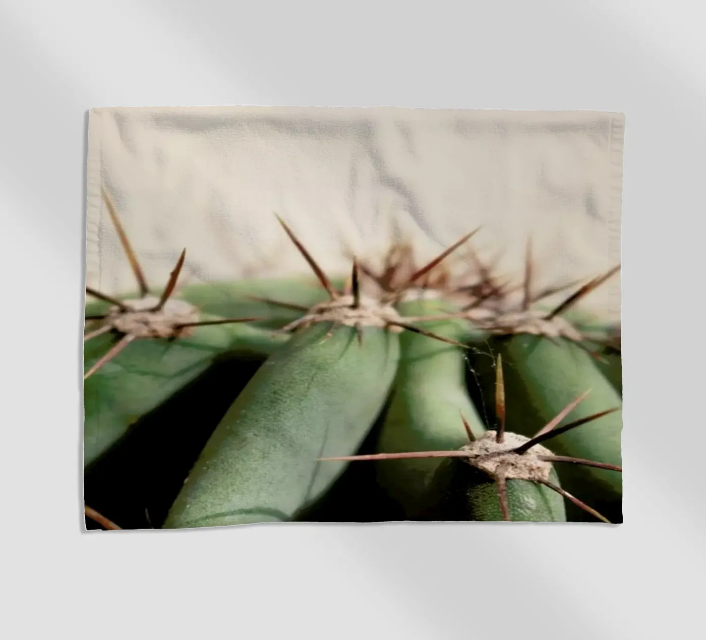 Cactus 02 telo mare da Marc Schulthess