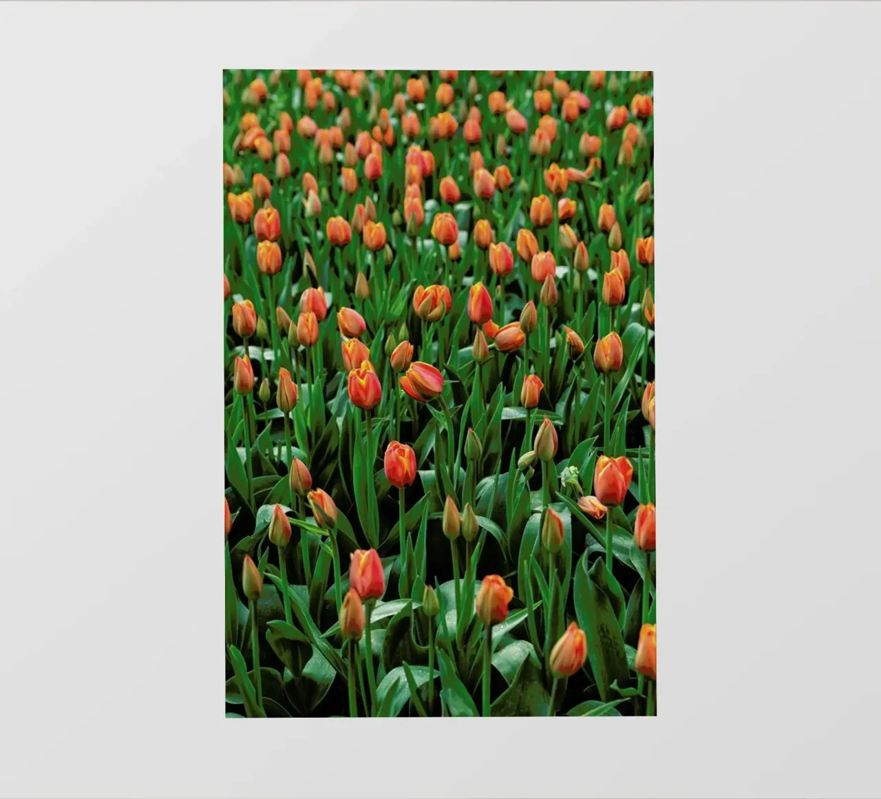 Tulip Field Orange telo in pvc da Curious Collections by Marielle Leenders