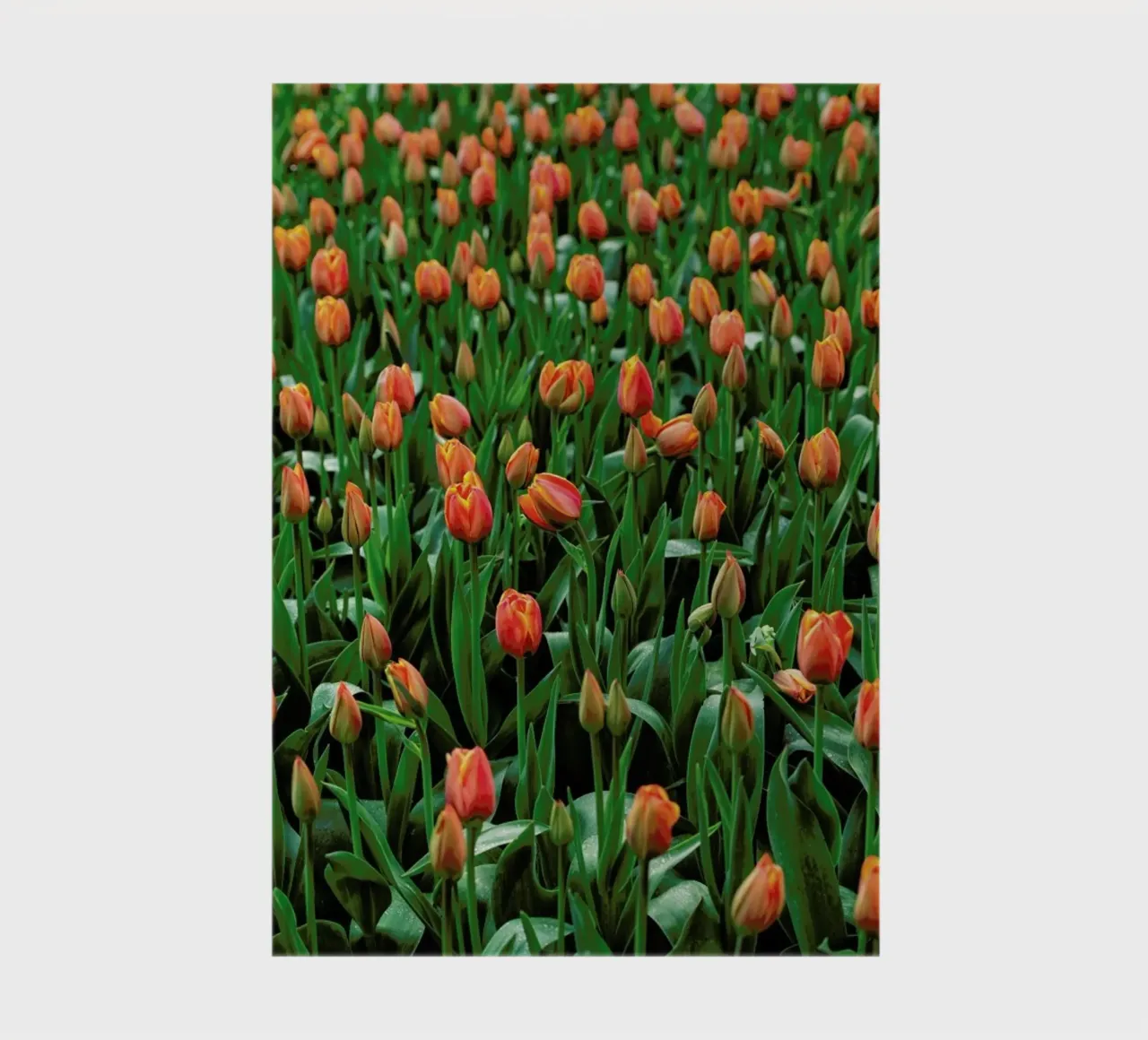 Tulip Field Orange notebook by Curious Collections by Marielle Leenders