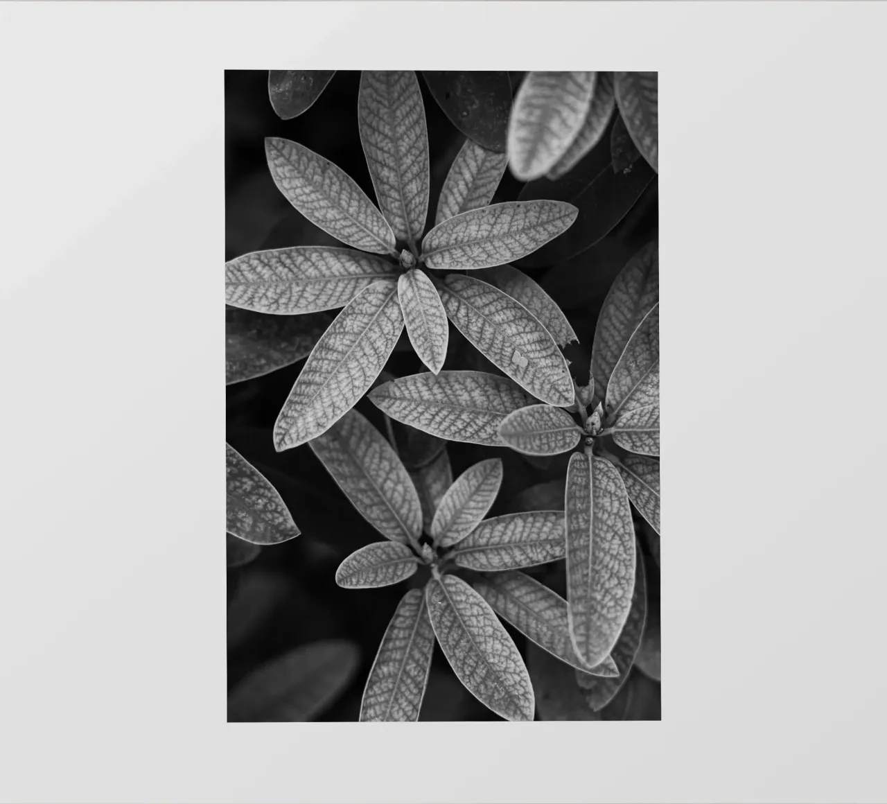 Momenti in bianco e nero II pellicola backlit da Atelier_SousleMont_Photography