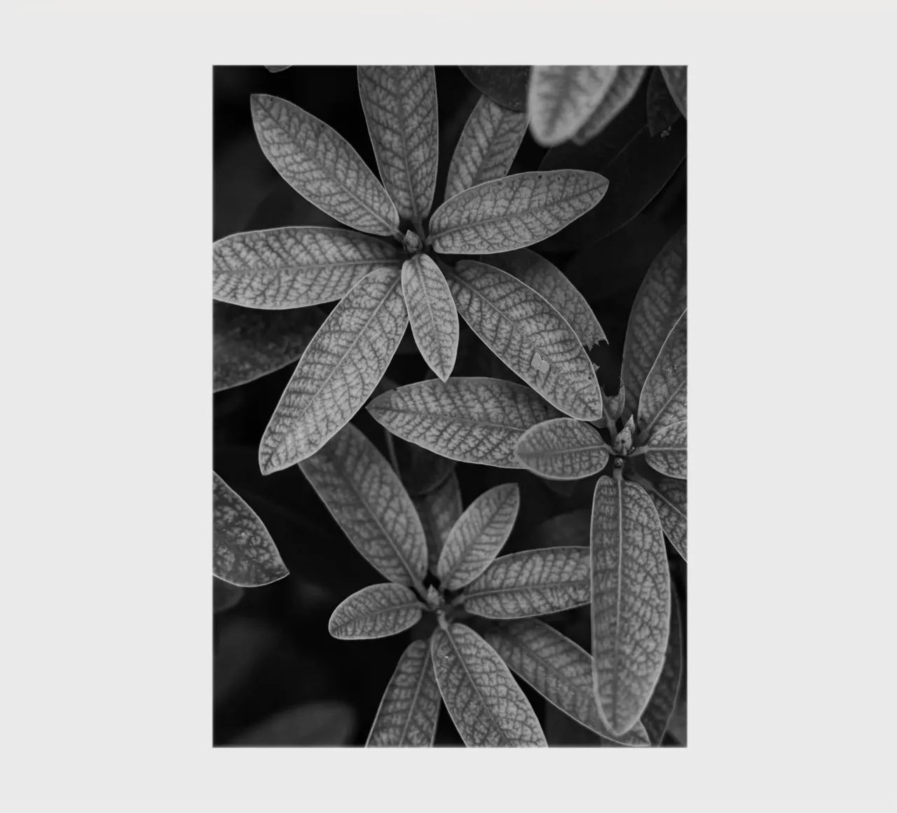 Momenti in bianco e nero II diario da Atelier_SousleMont_Photography