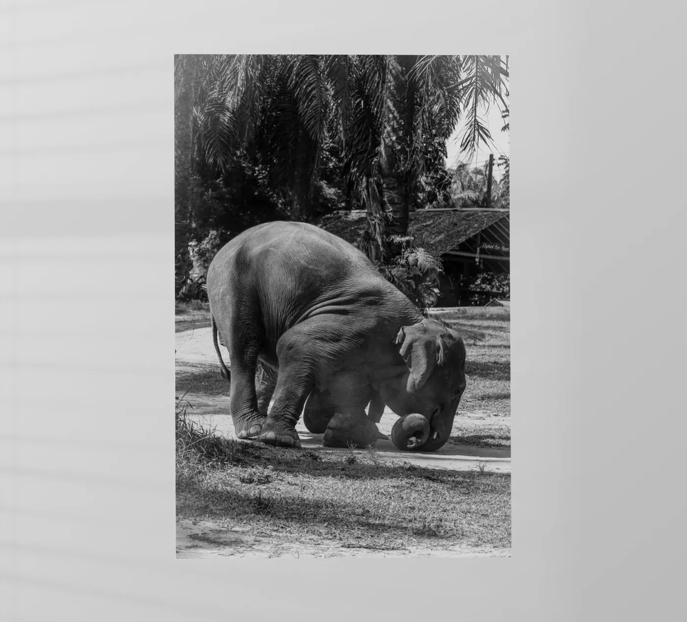 Elephant pellicola backlit da G.W