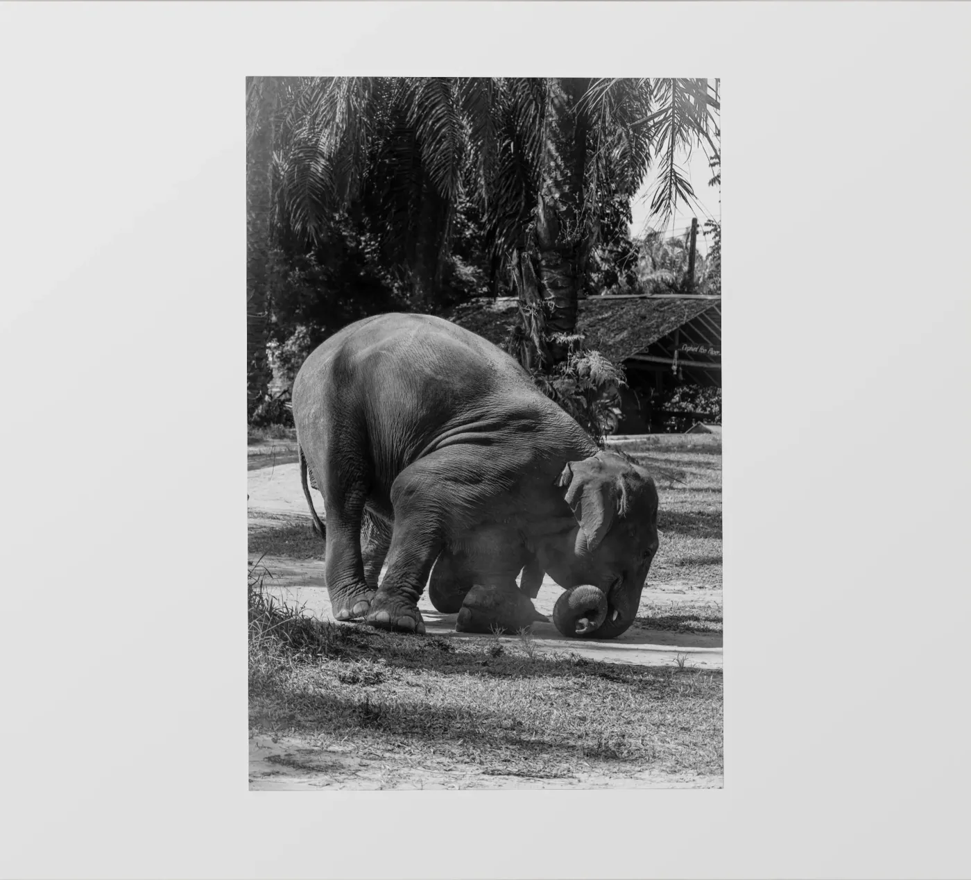 Elephant pellicola backlit da G.W