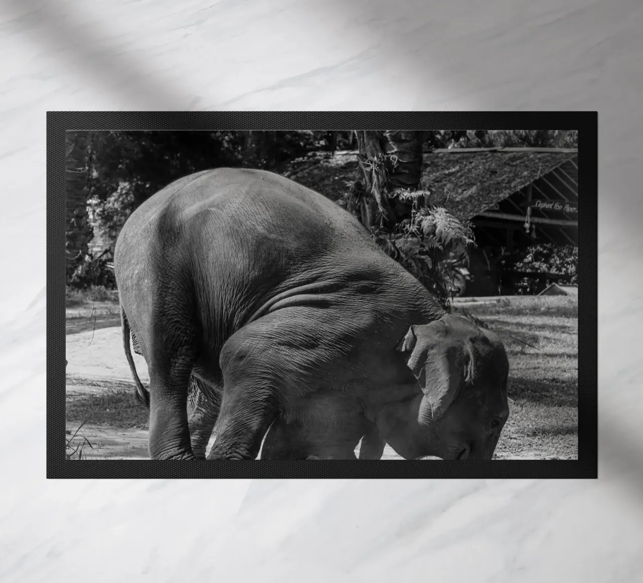 Elephant zerbino da G.W