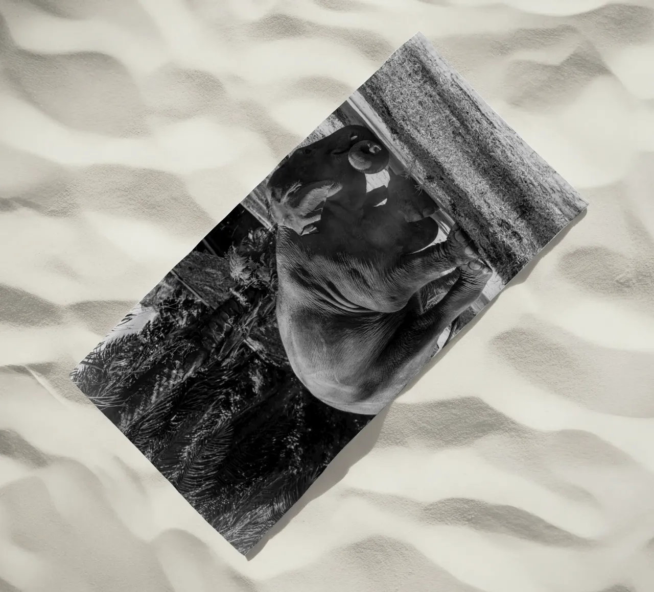 Elephant telo mare da G.W