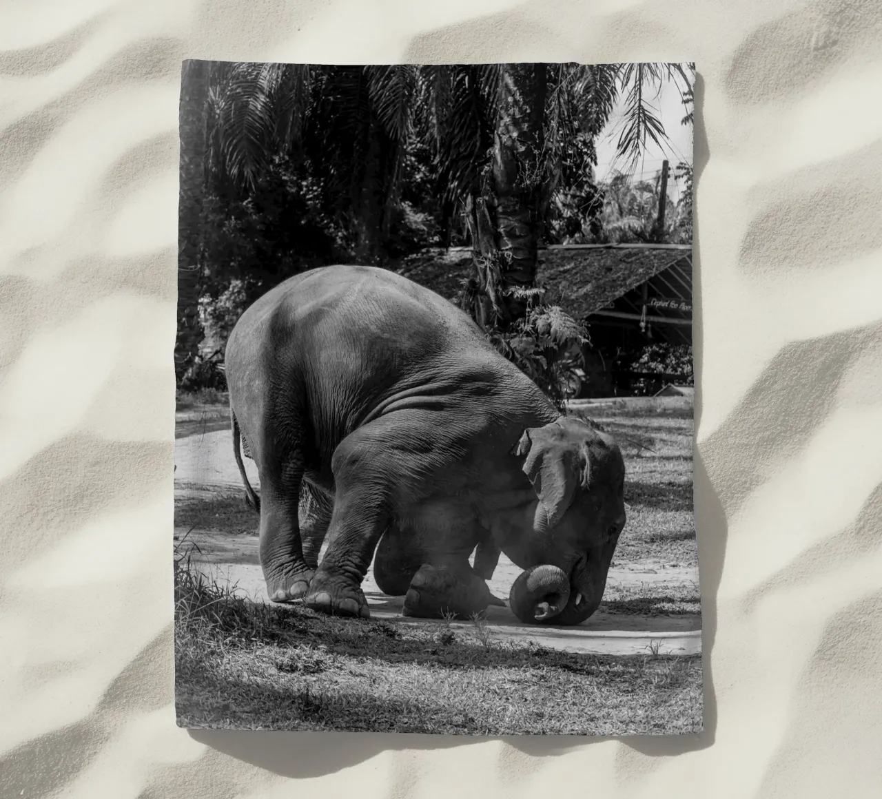 Elephant telo mare da G.W