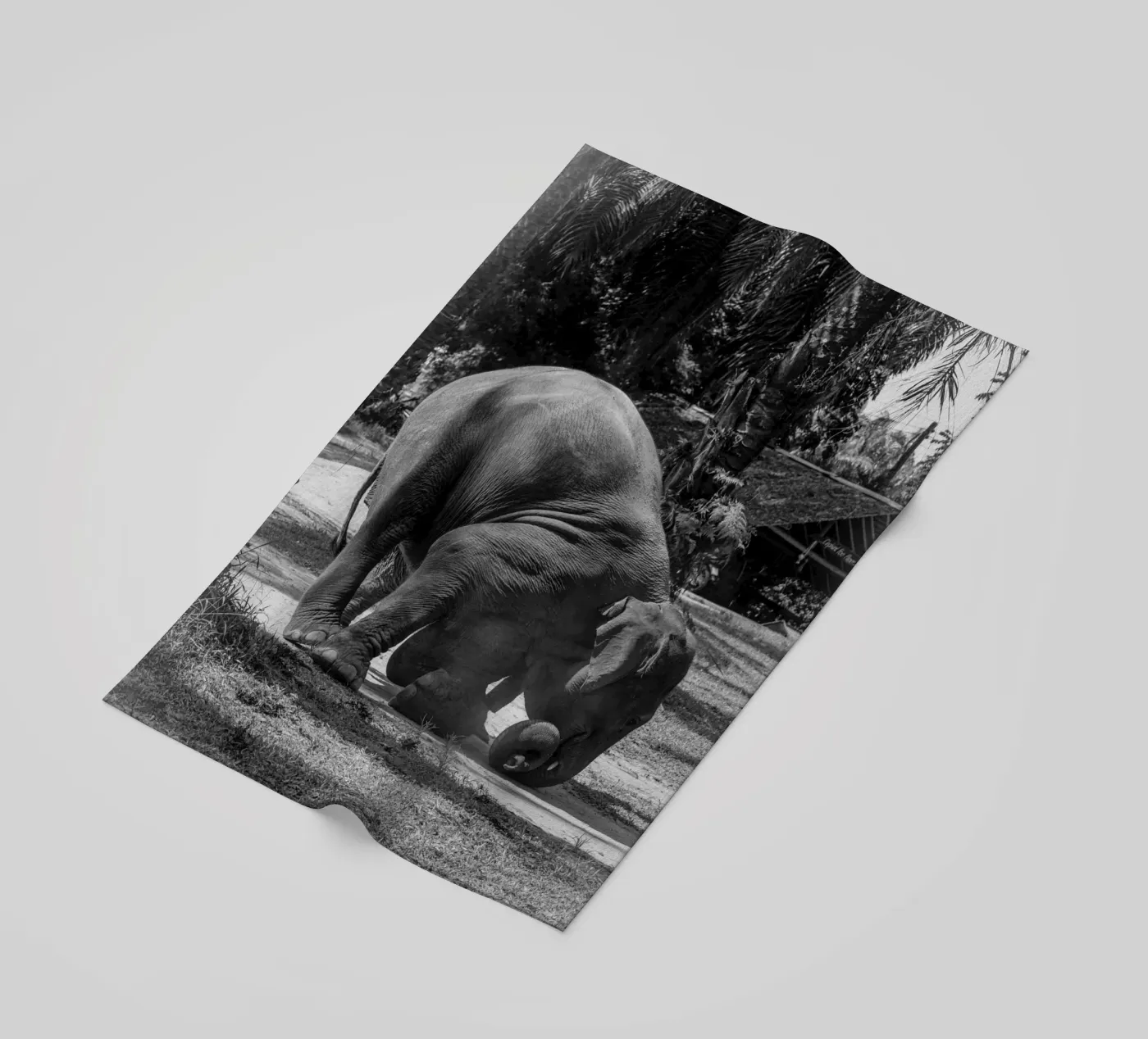 Elephant telo mare da G.W
