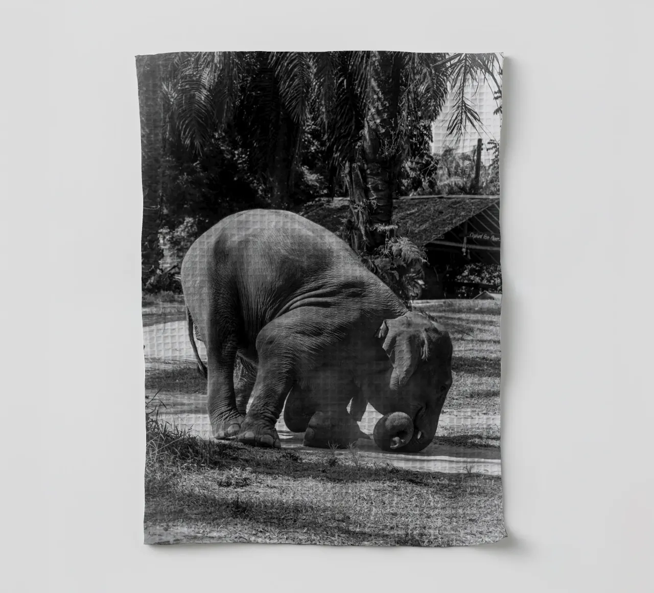 Elephant canovaccio da cucina da G.W