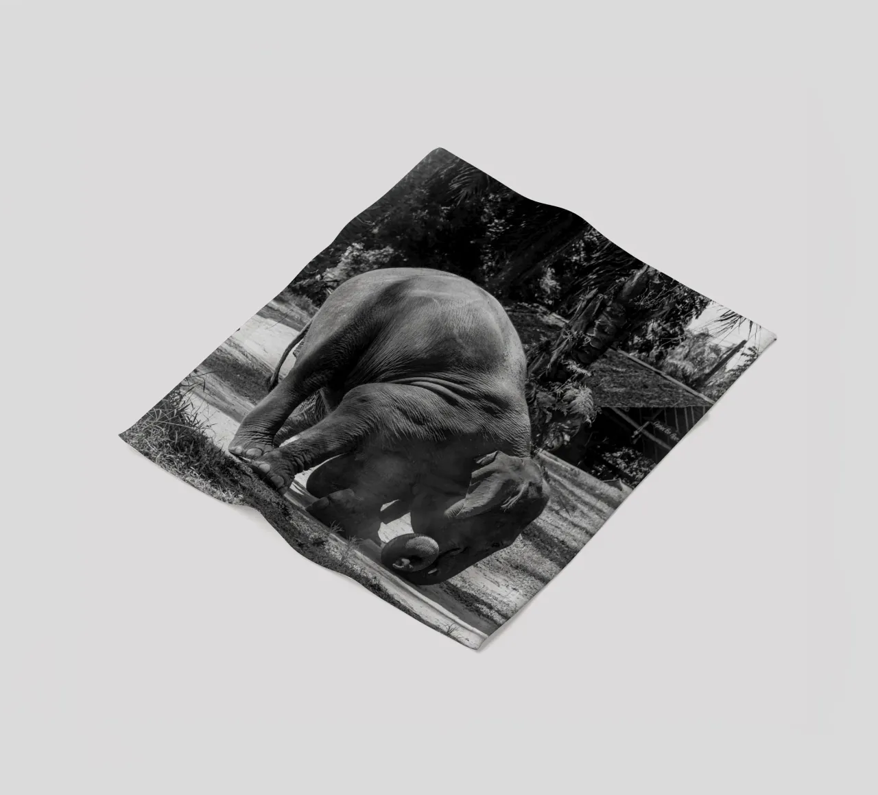 Elephant coperta in pile da G.W