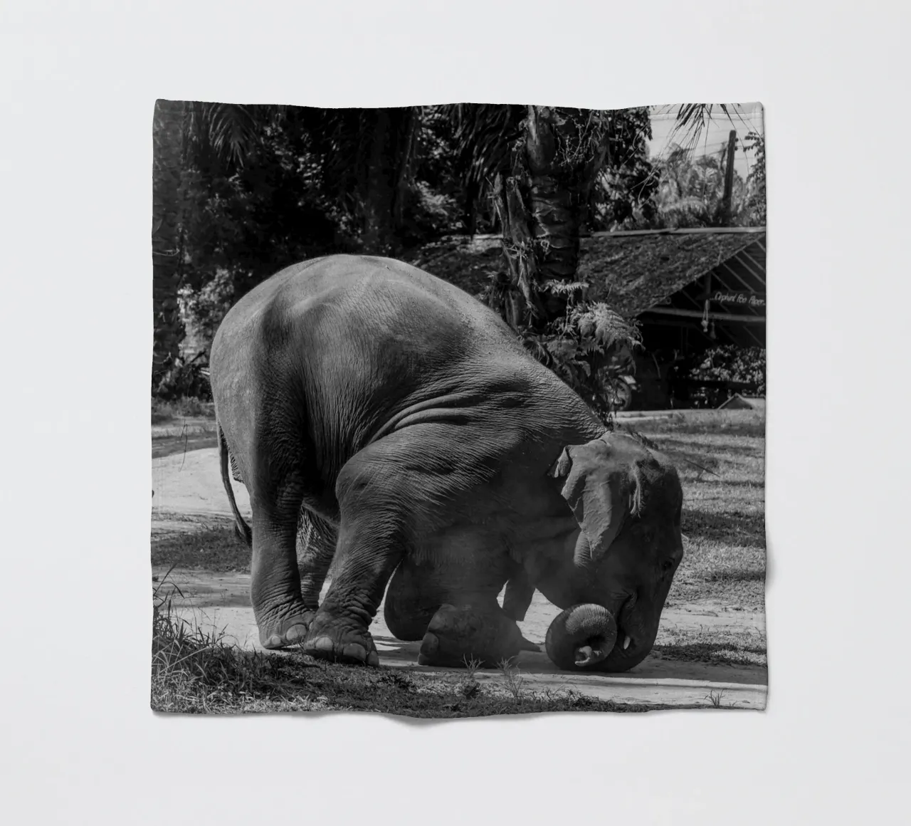 Elephant coperta in pile da G.W