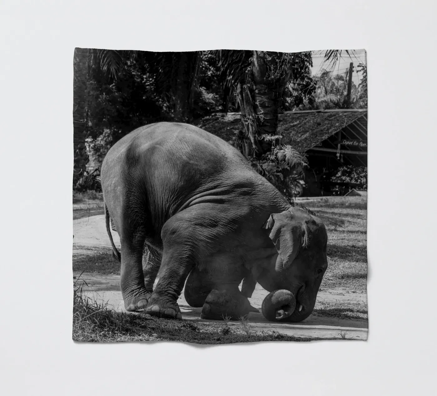 Elephant Fleecedecke von G.W