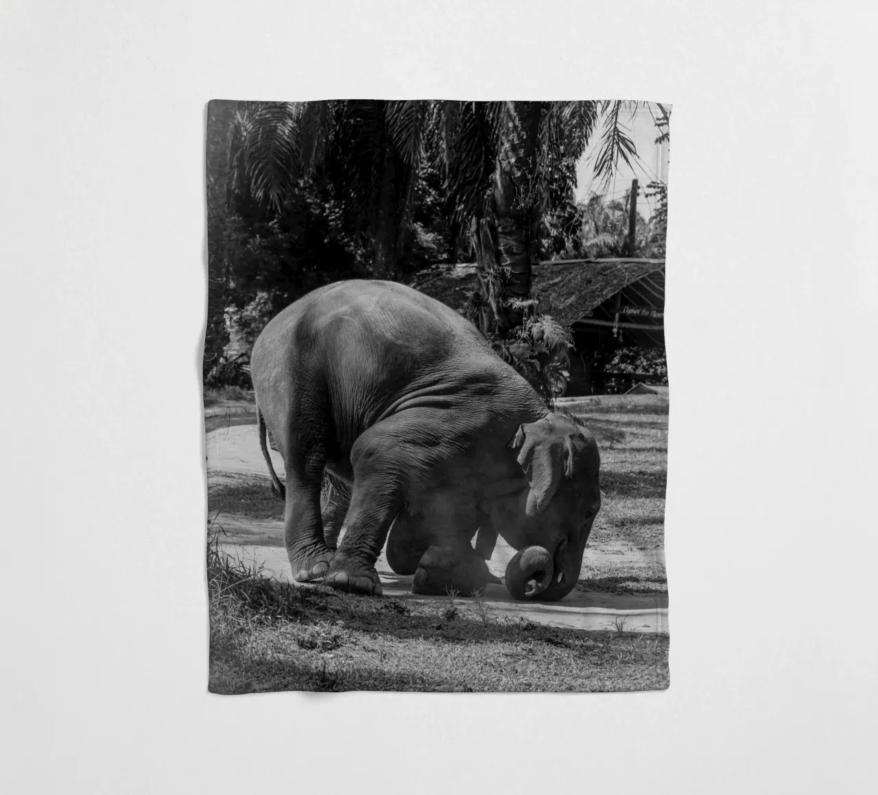 Elephant coperta in pile da G.W