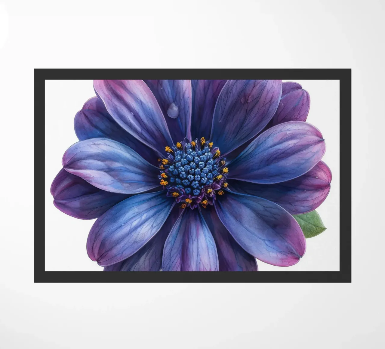 Osteospermum Fiore 4 zerbino da Bold Blooms