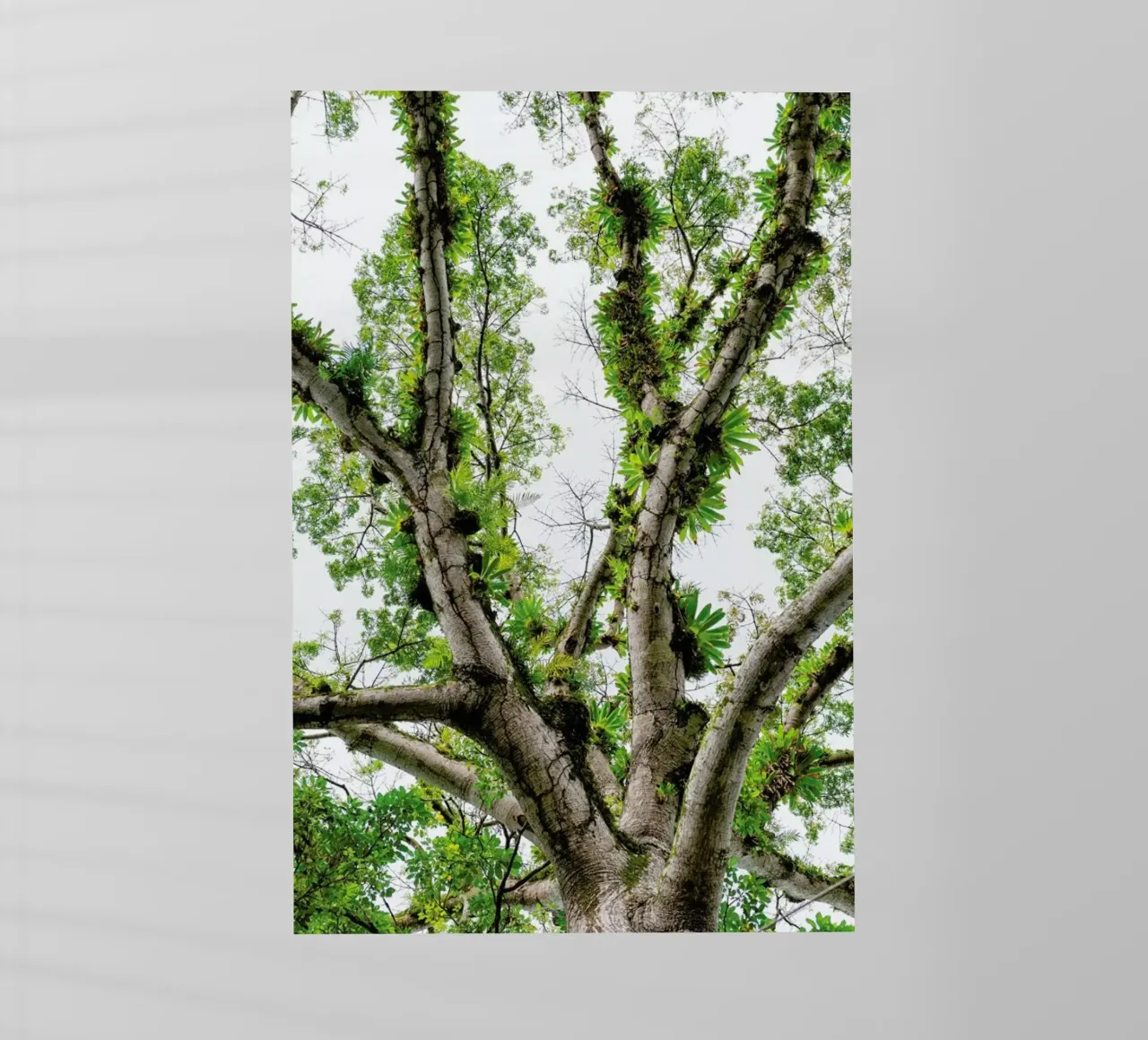 Jungle Tree pellicola backlit da Curious Collections by Marielle Leenders