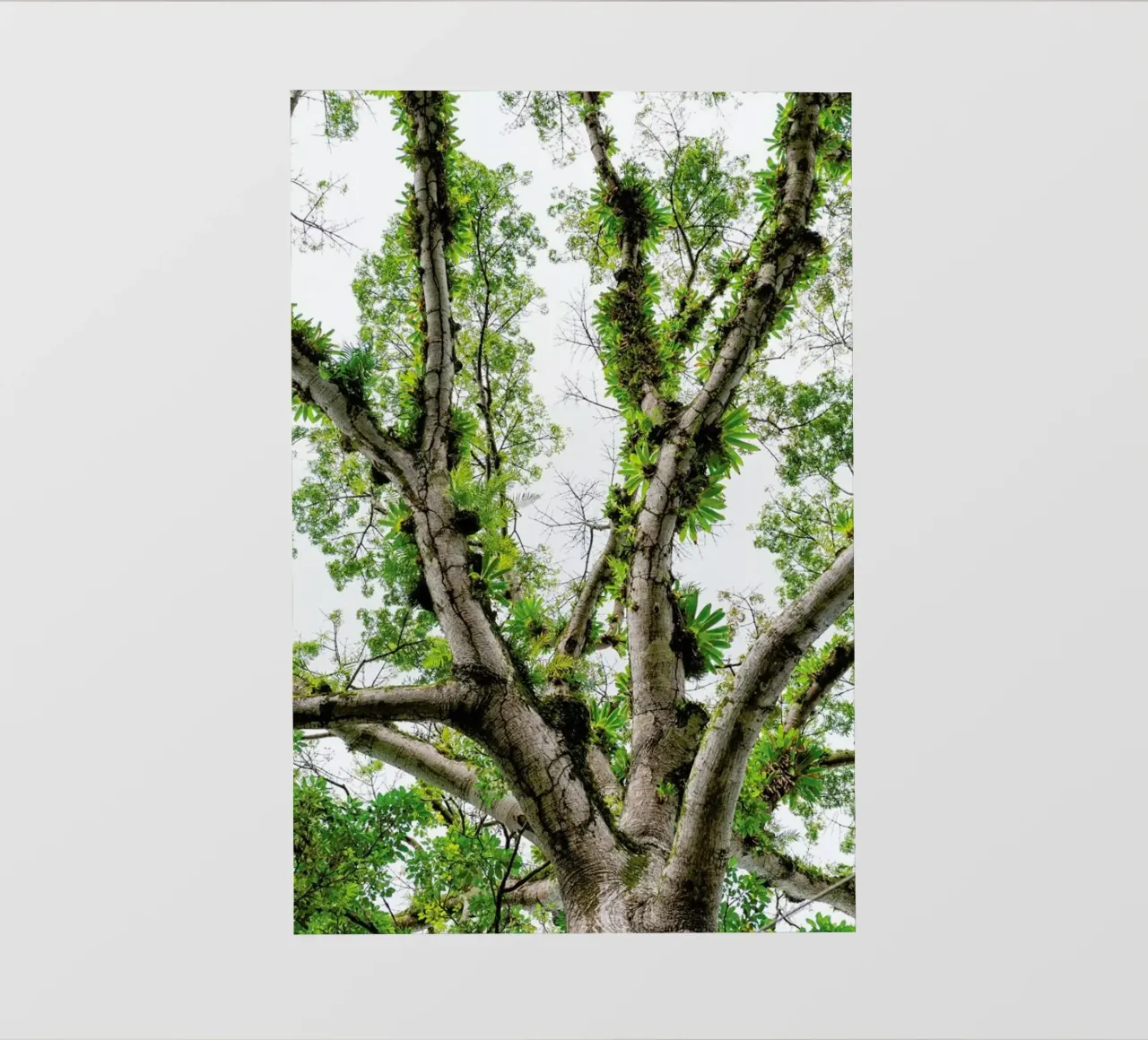 Jungle Tree pellicola backlit da Curious Collections by Marielle Leenders