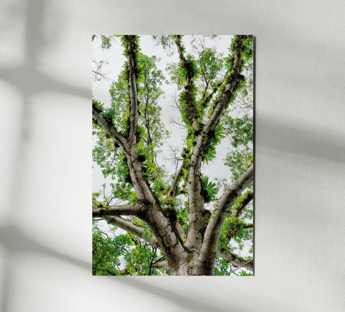 Jungle Tree pannello forex da Curious Collections by Marielle Leenders