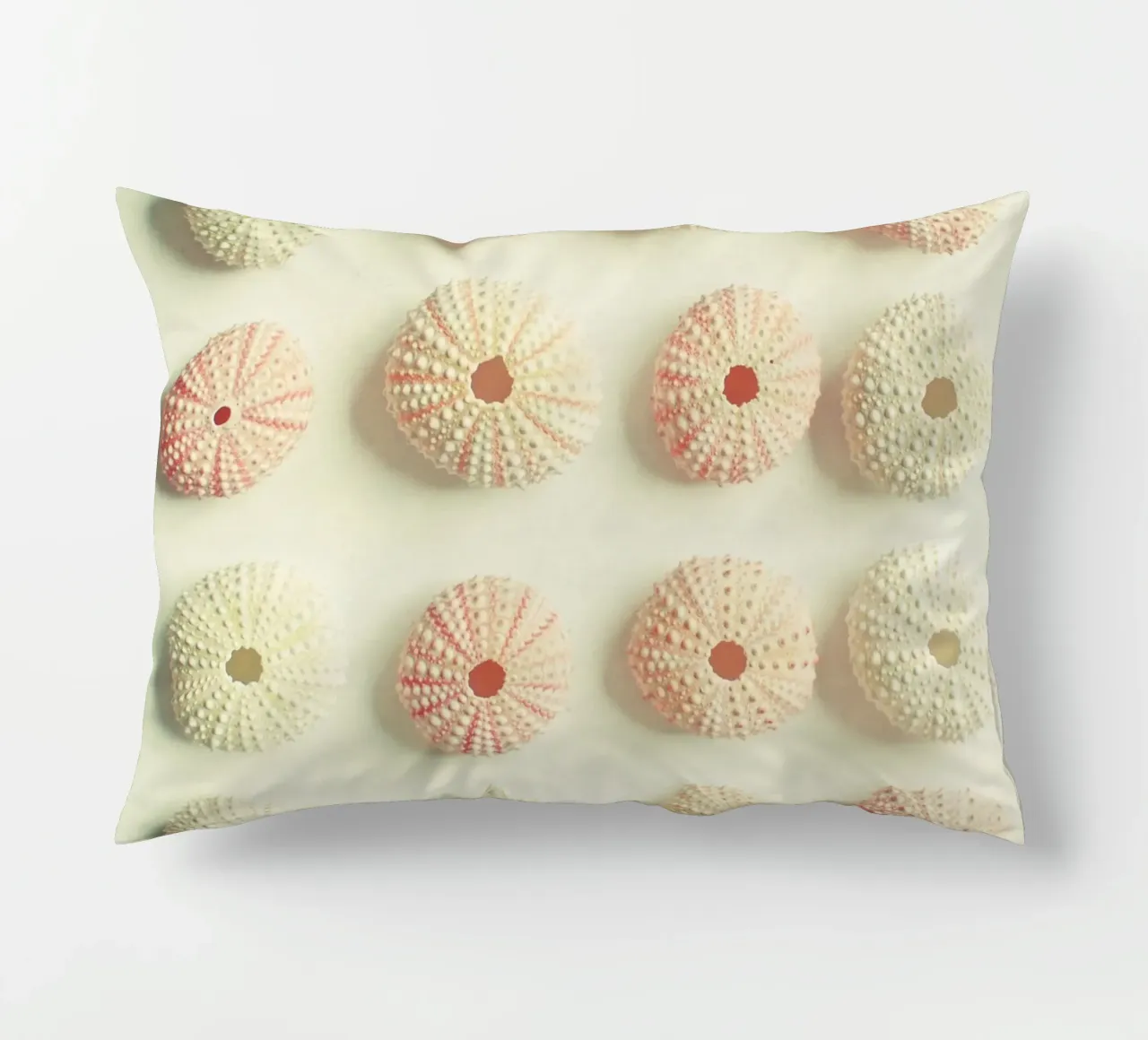 Collezione di ricci di mare cuscino da Cassia Beck Photography