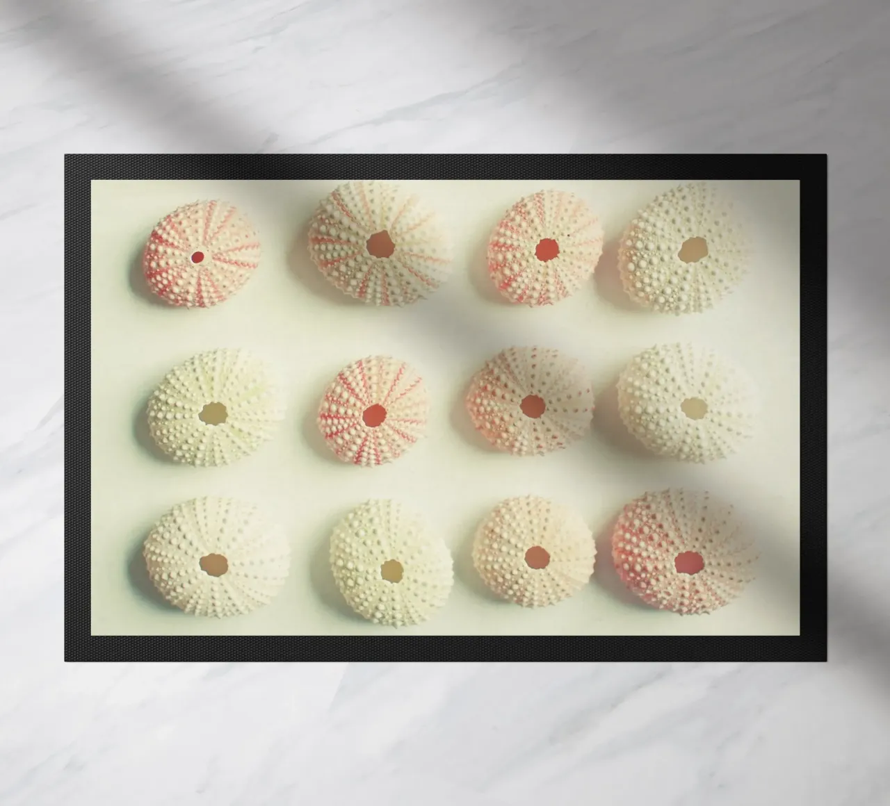 Collezione di ricci di mare zerbino da Cassia Beck Photography