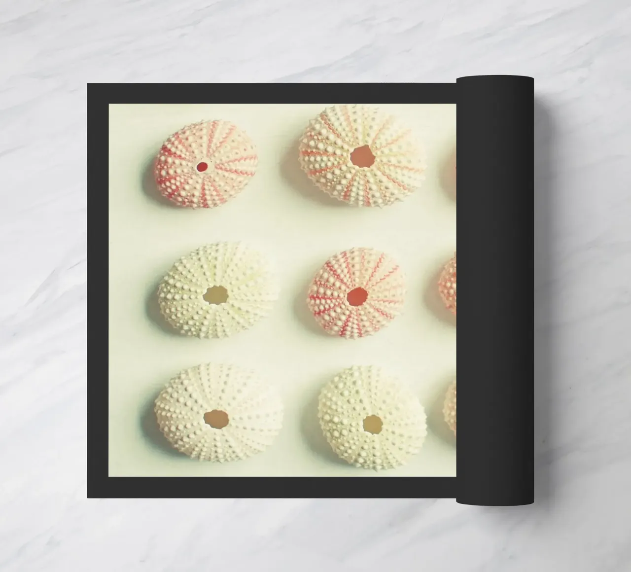 Collezione di ricci di mare zerbino da Cassia Beck Photography